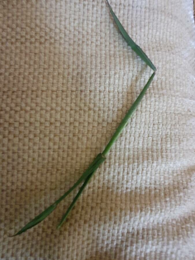 Digitaria velutina leaf