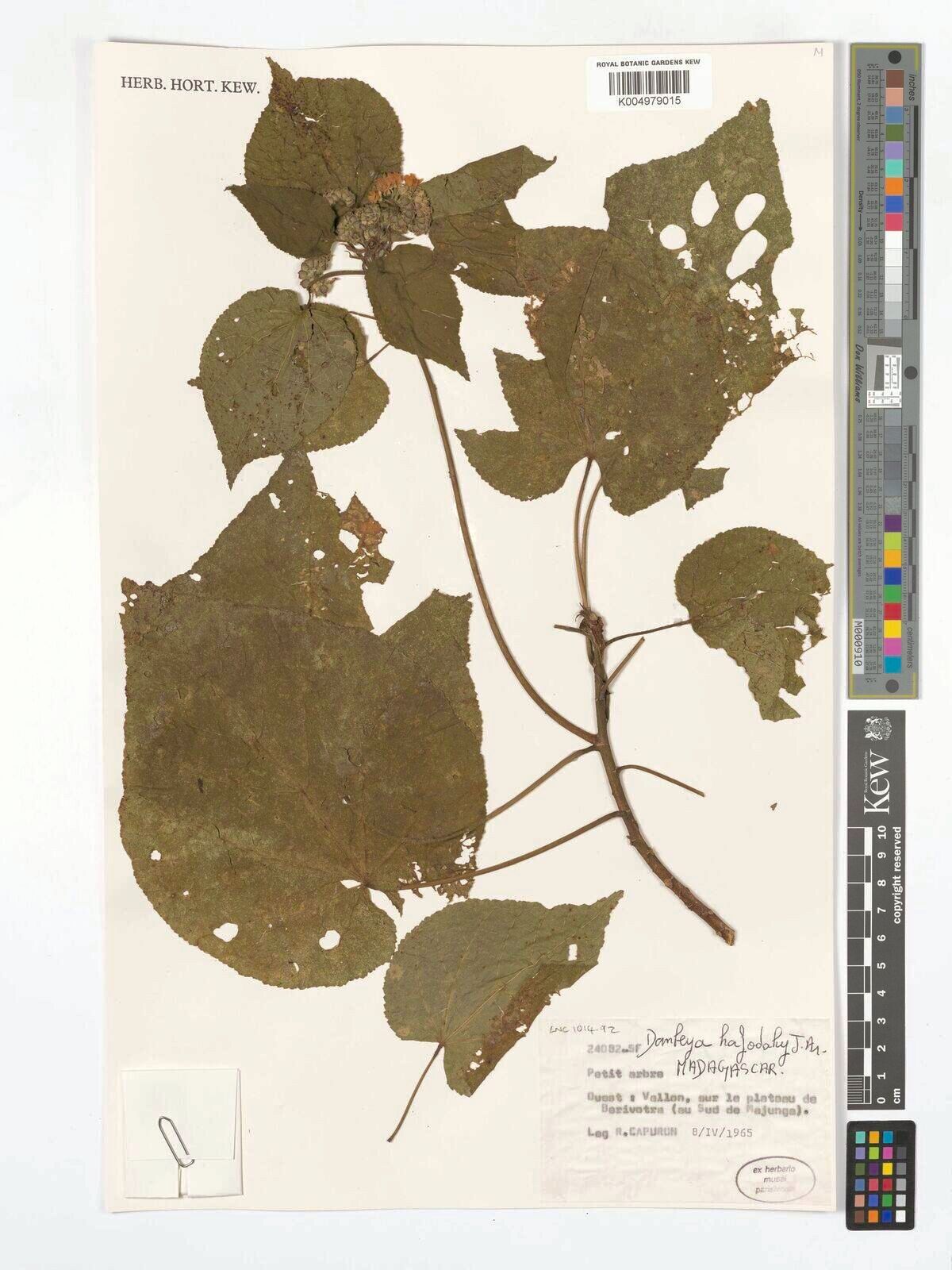 Dombeya hafodahy — houseplant care guide