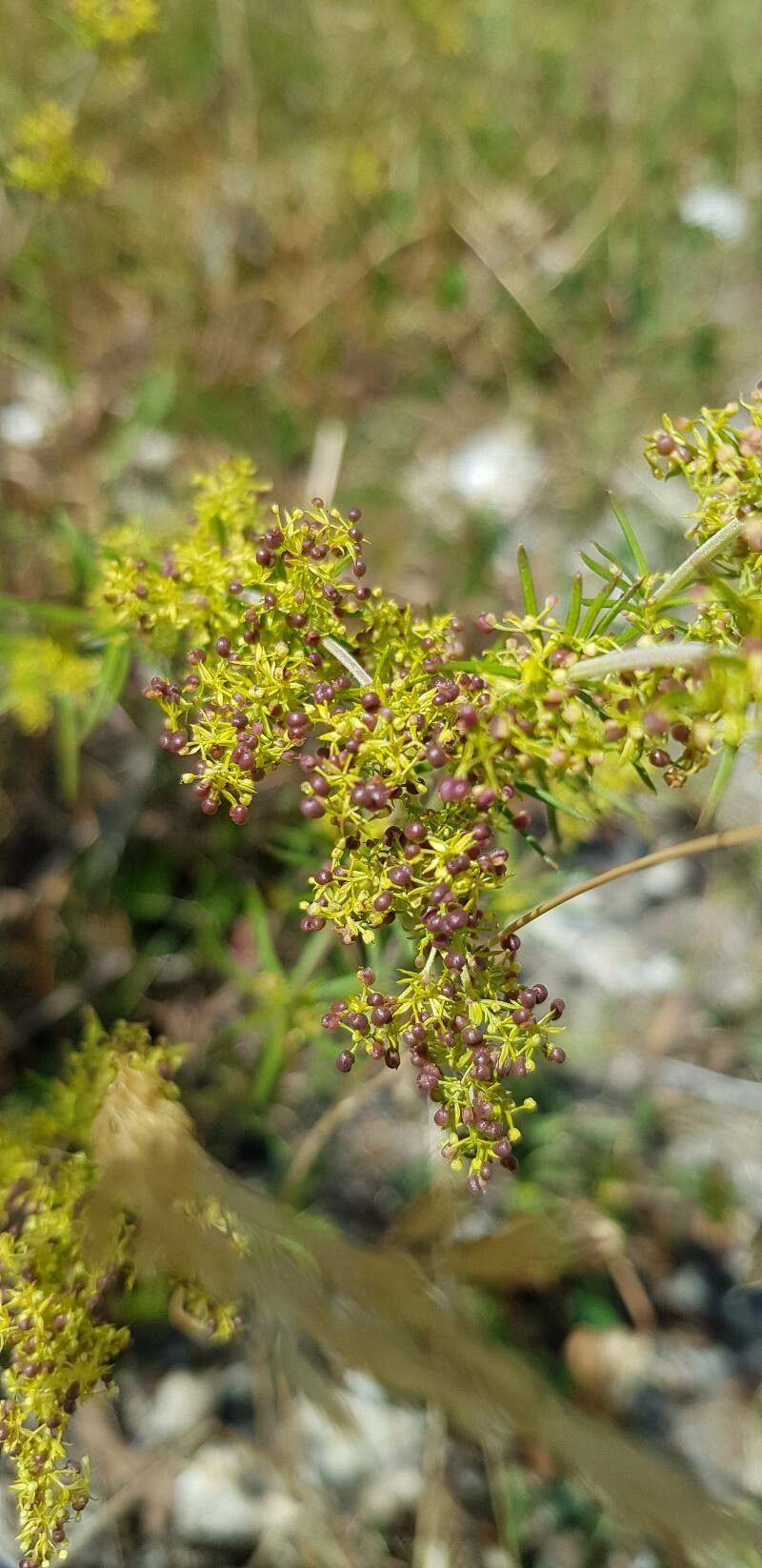 Galium verum fruit