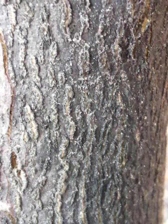 Ptaeroxylon obliquum bark