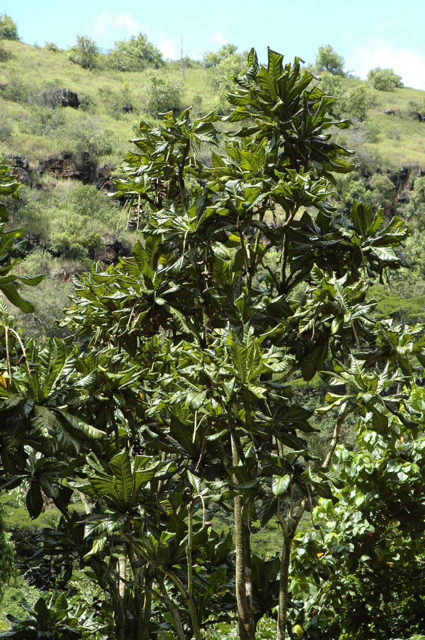 Barringtonia edulis — search result for 'Fiji'