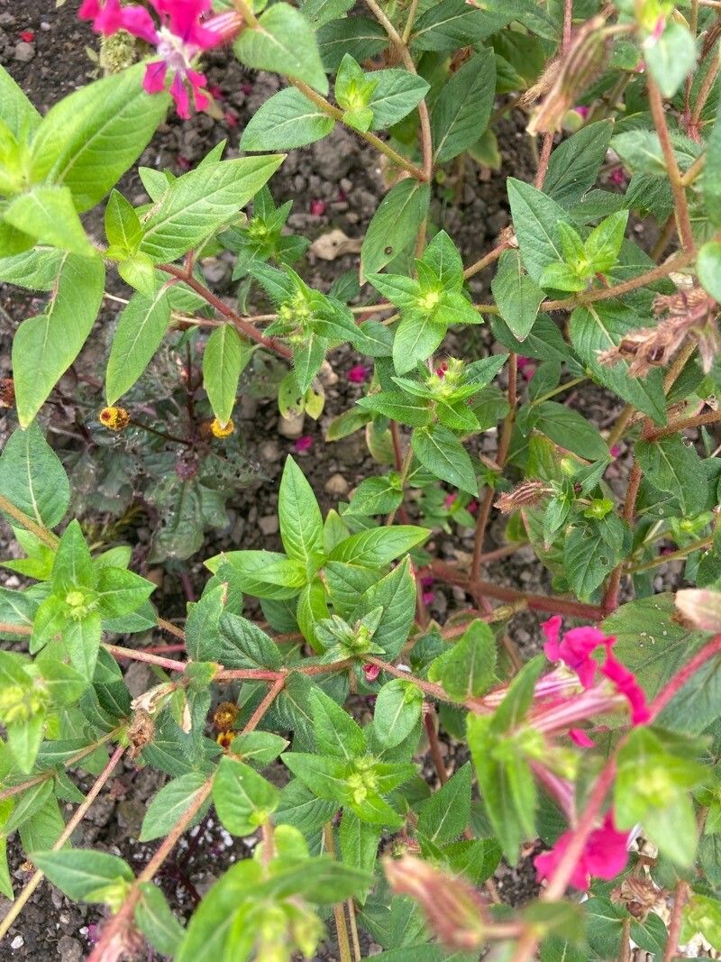 Cuphea aequipetala — related species from the same genus