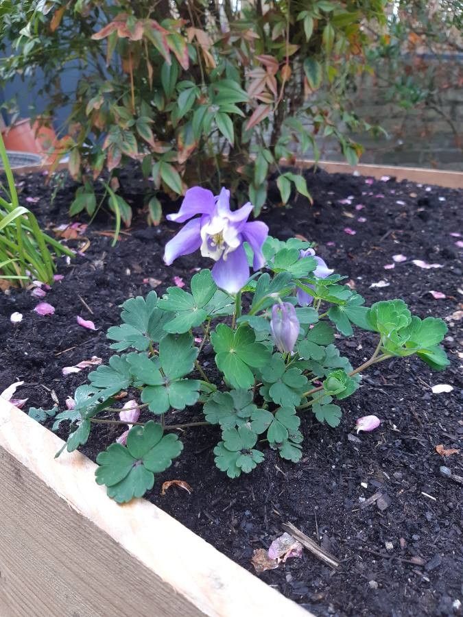 Aquilegia flabellata flower
