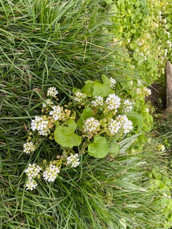 Cochlearia pyrenaica flower