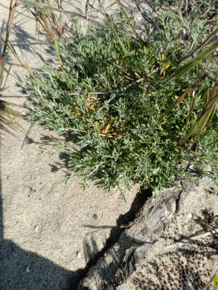 Anthemis regis-borisii — search result for 'Anthemis'