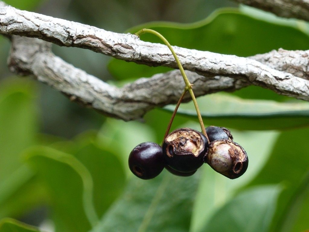 Syzygium sarmentosum fruit