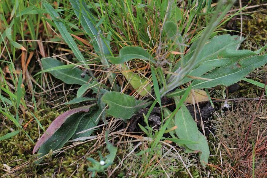 Pilosella cymosa leaf