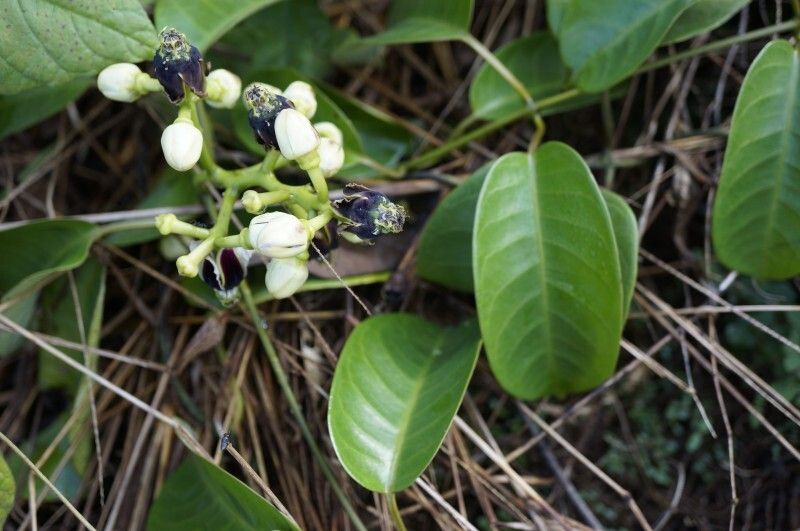 Cryptolepis nigrescens — houseplant care guide