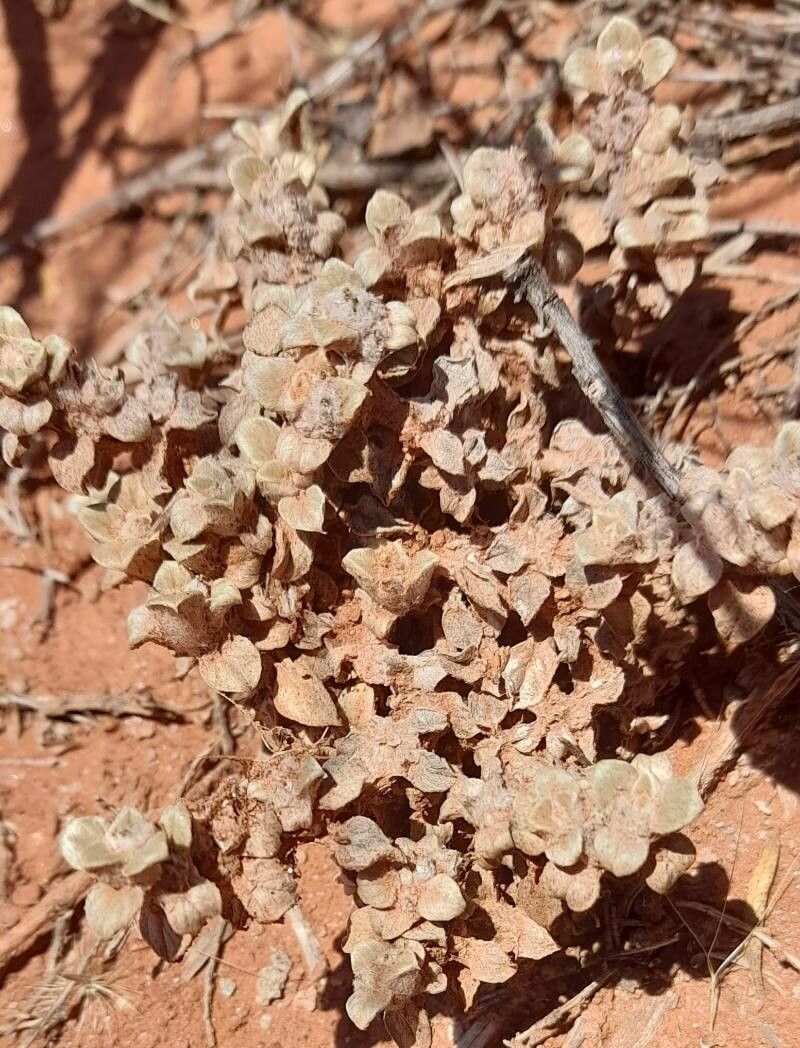 Gomphrena colosacana habit