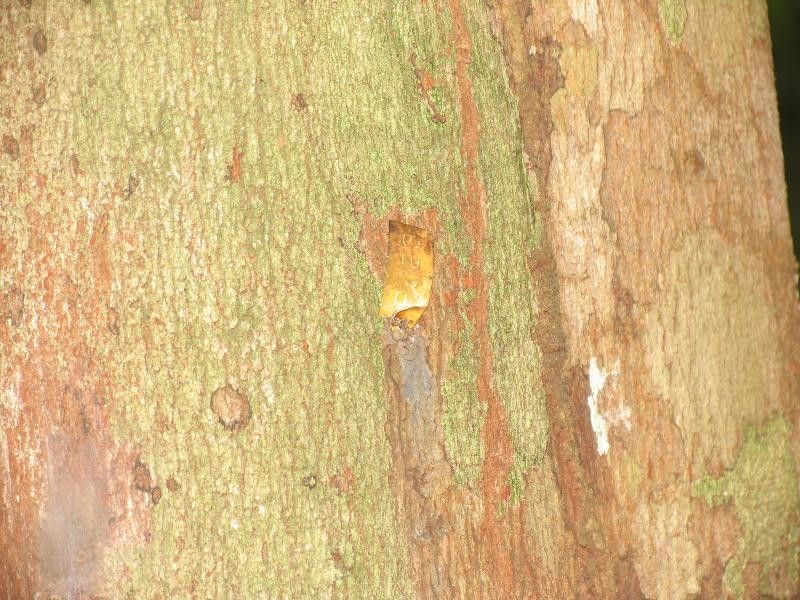 Guapira eggersiana bark