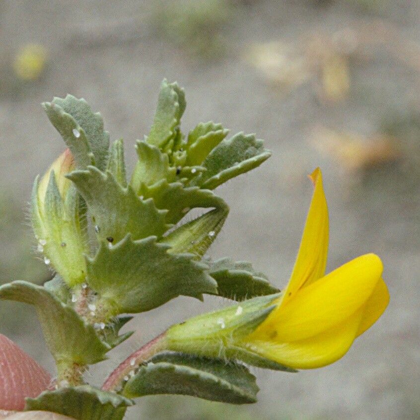 Ononis variegata flower