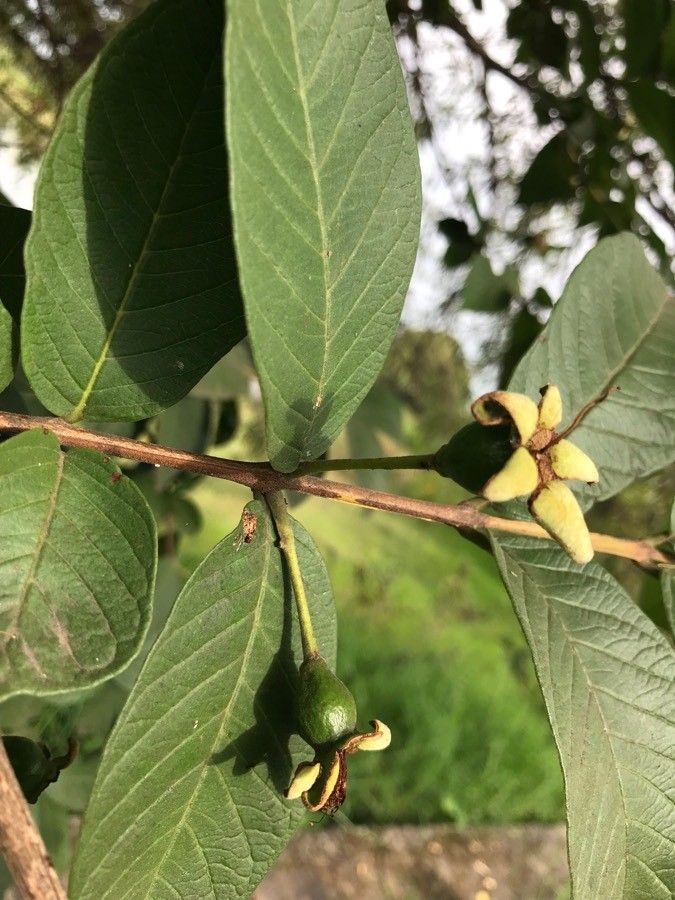 Rothmannia capensis flower