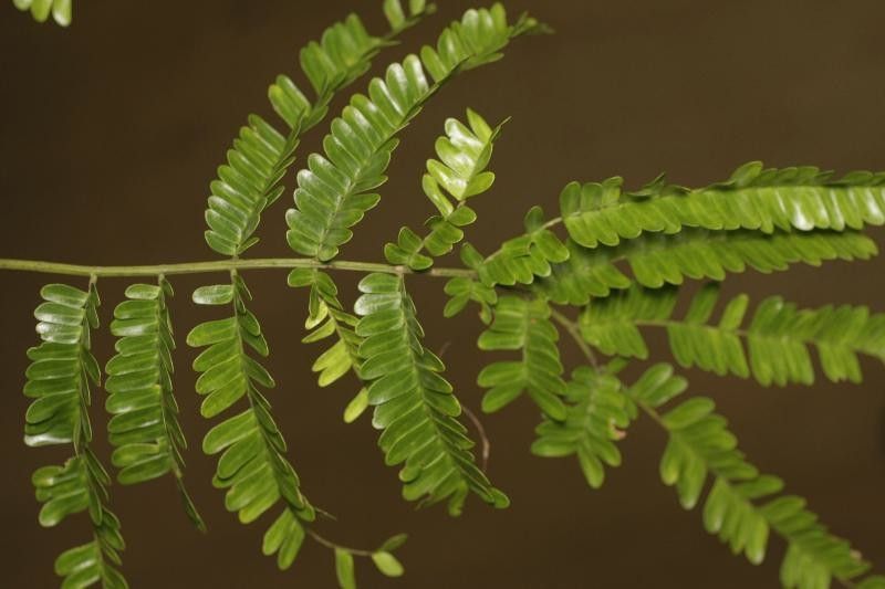 Pseudopiptadenia psilostachya leaf