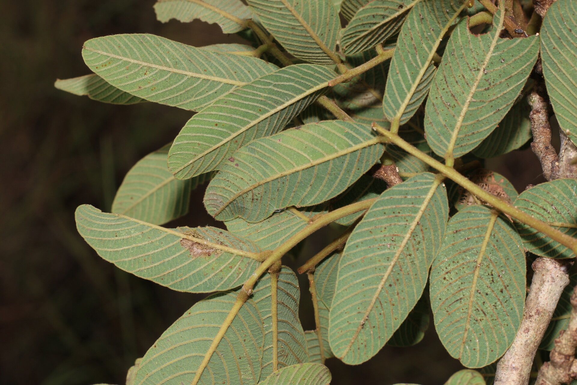 Lonchocarpus phlebophyllus leaf
