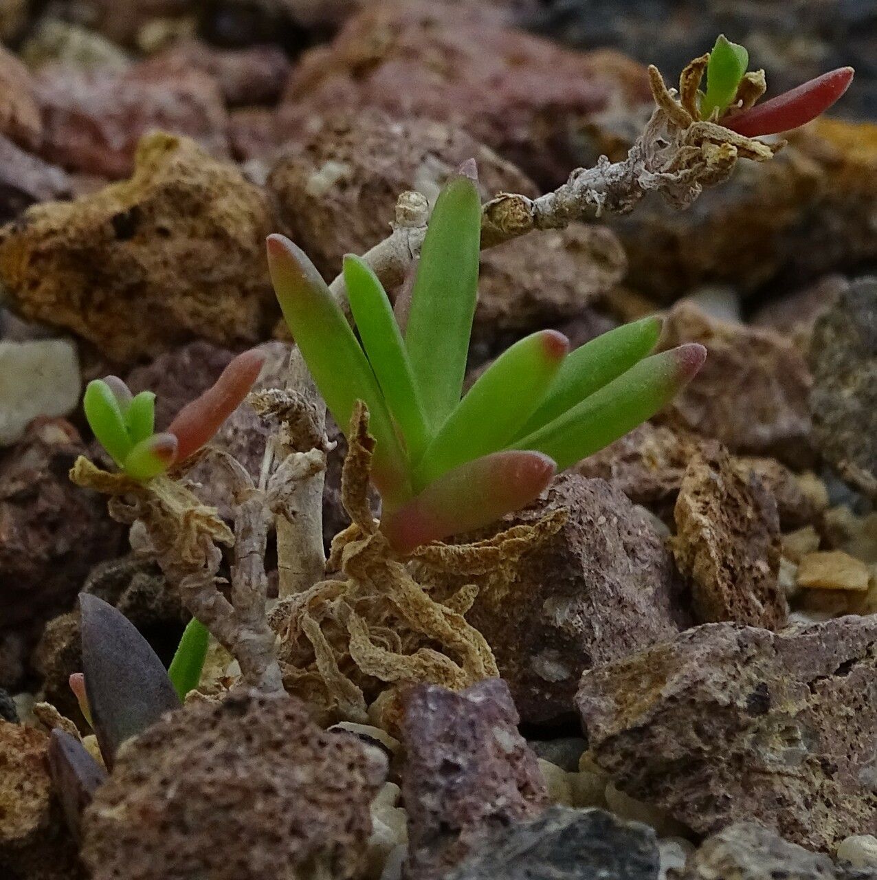 Delosperma pachyrhizum — houseplant care guide