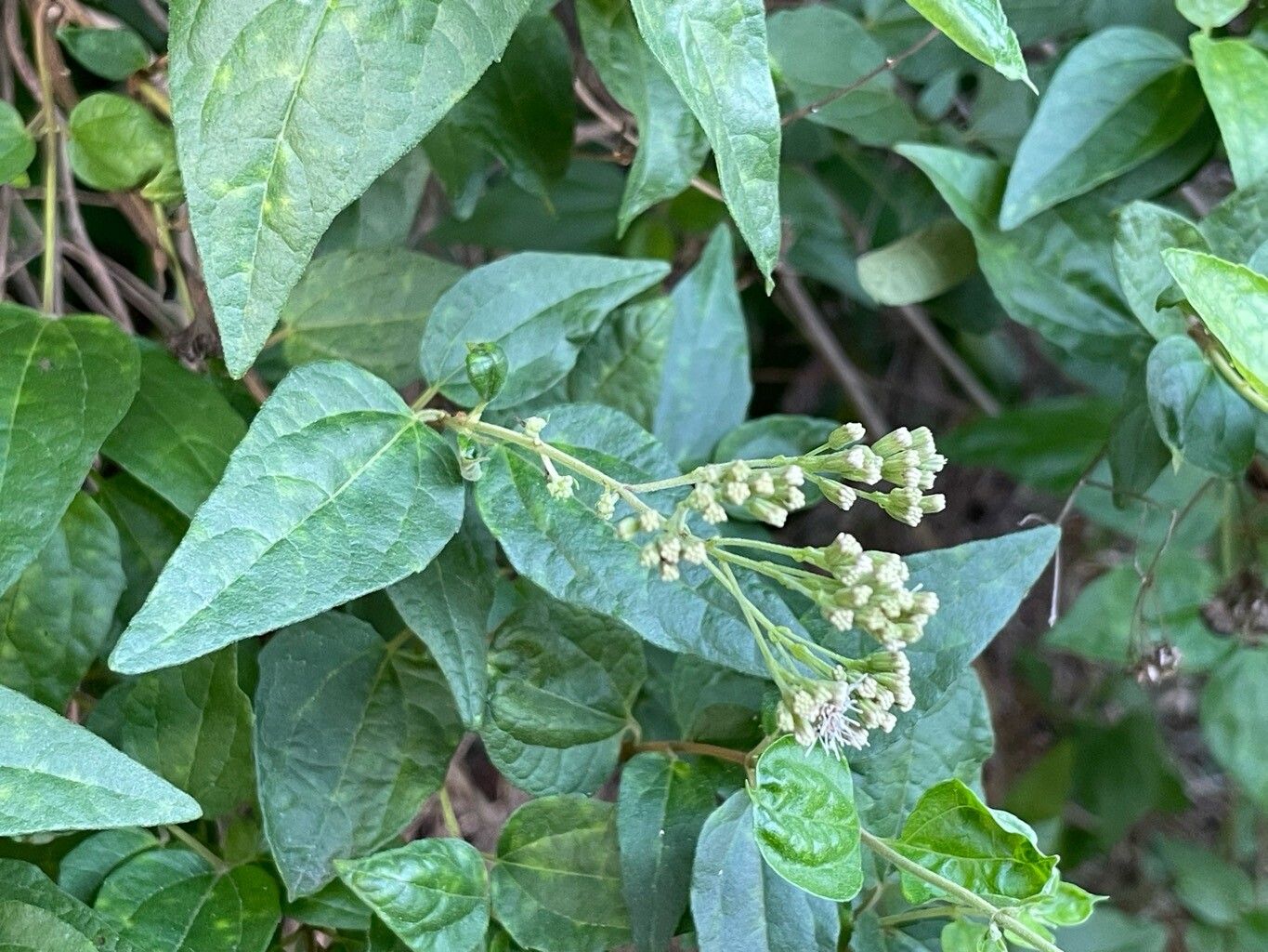 Koanophyllon villosum flower