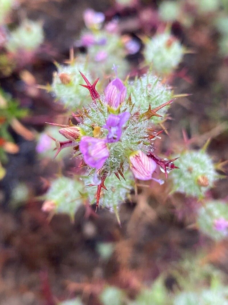 Navarretia hamata — search result for 'Phlox'