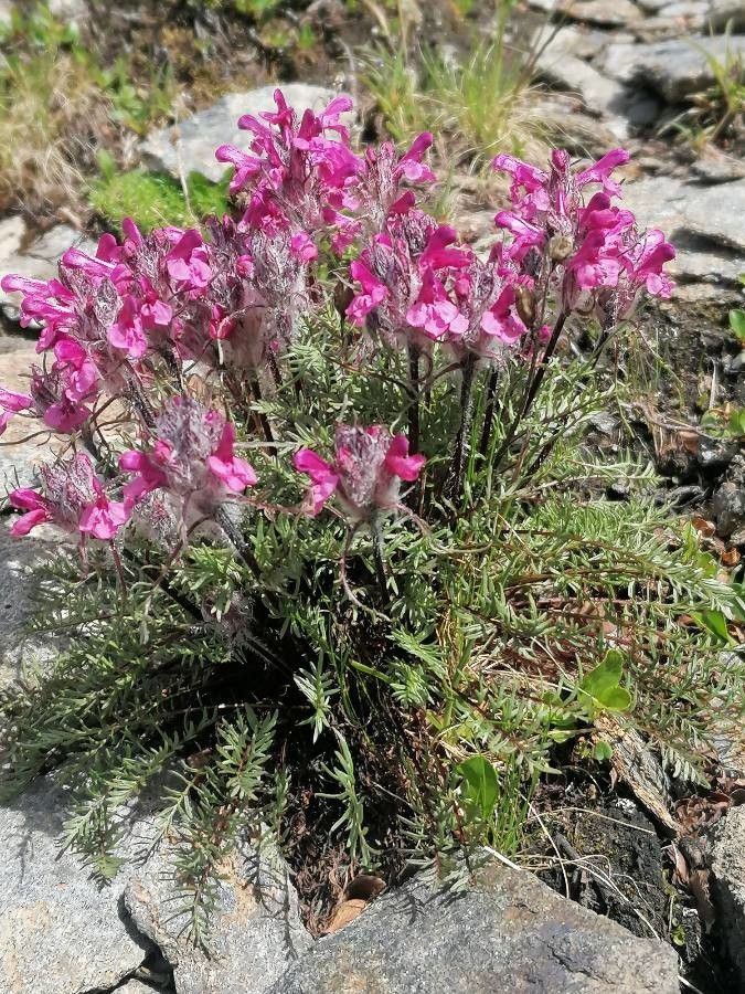 Pedicularis rosea flower
