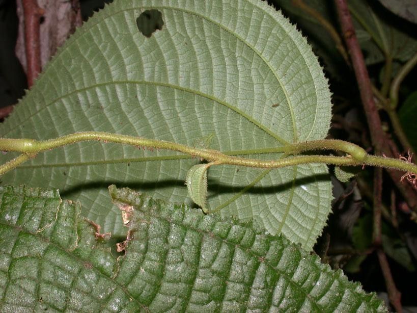 Clidemia epiphytica leaf