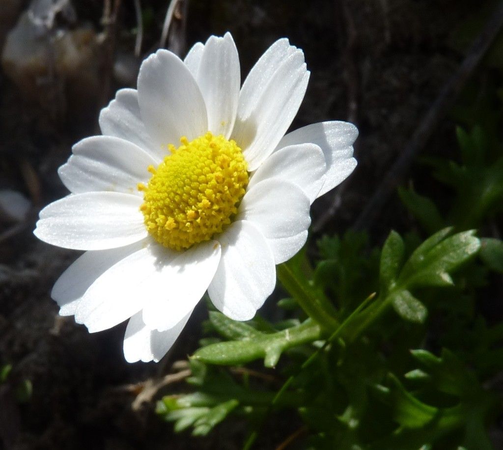 Mauranthemum decipiens flower