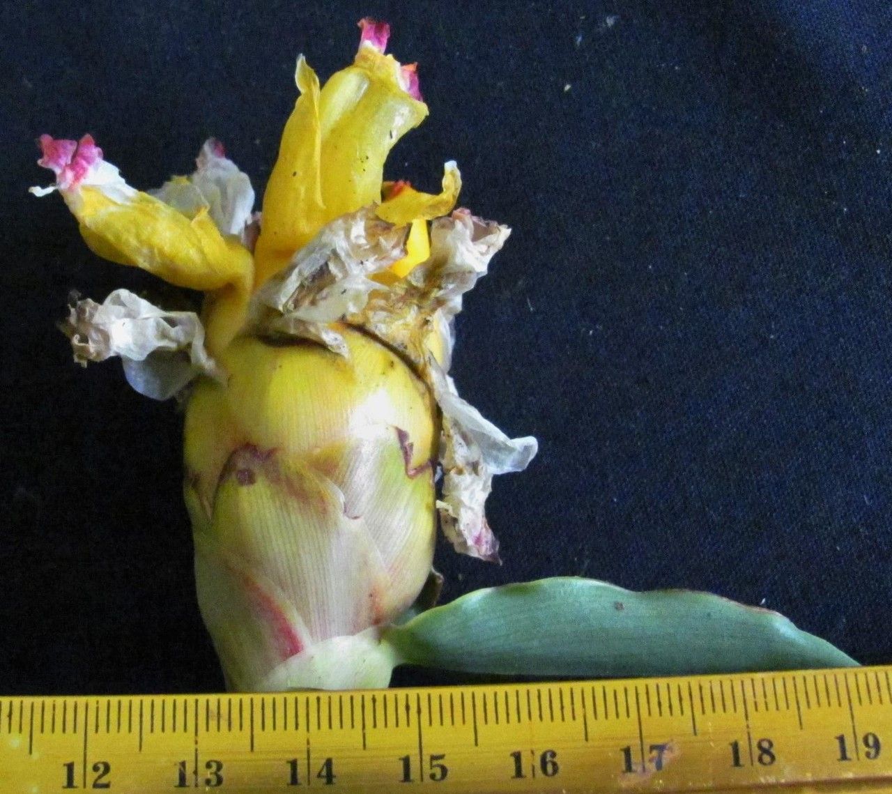 Costus wilsonii fruit