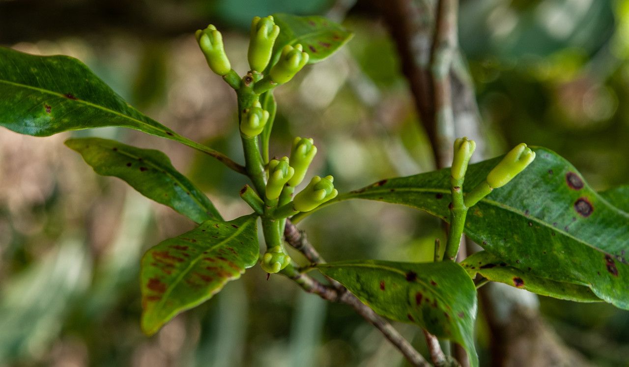 Syzygium aromaticum fruit