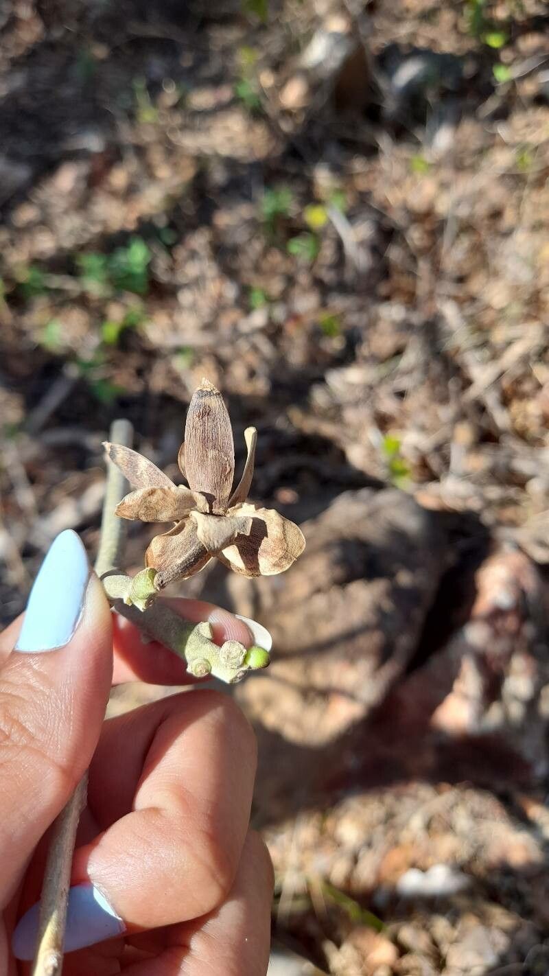Ipomoea murucoides fruit