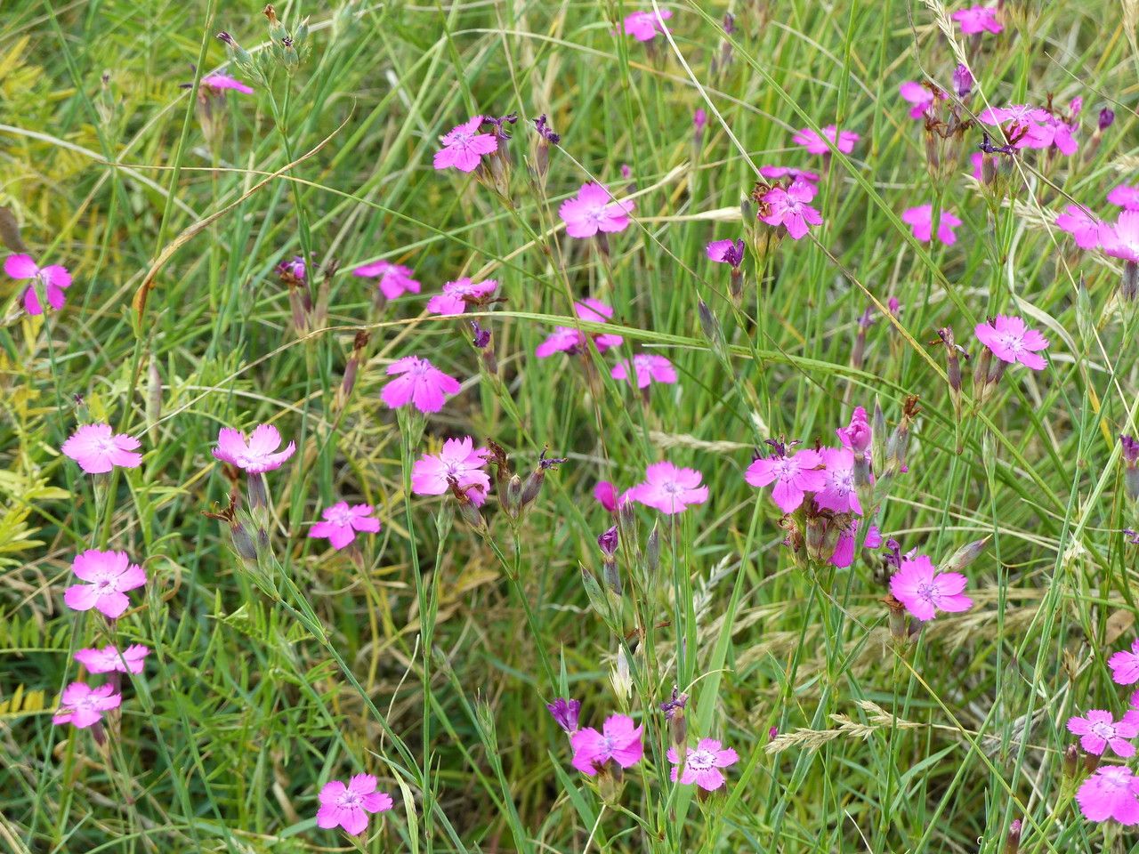 Dianthus scaber other