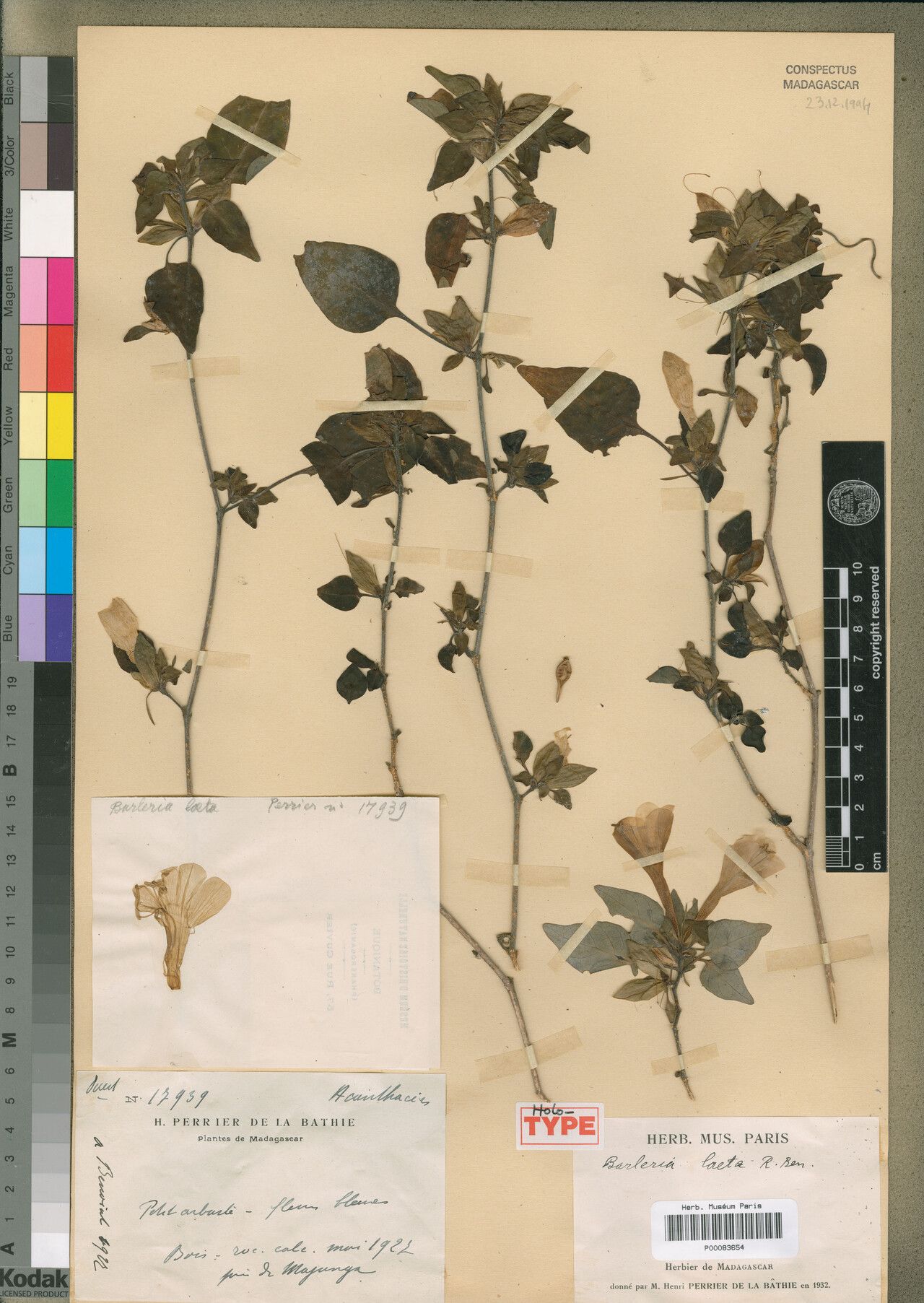 Barleria laeta — houseplant care guide