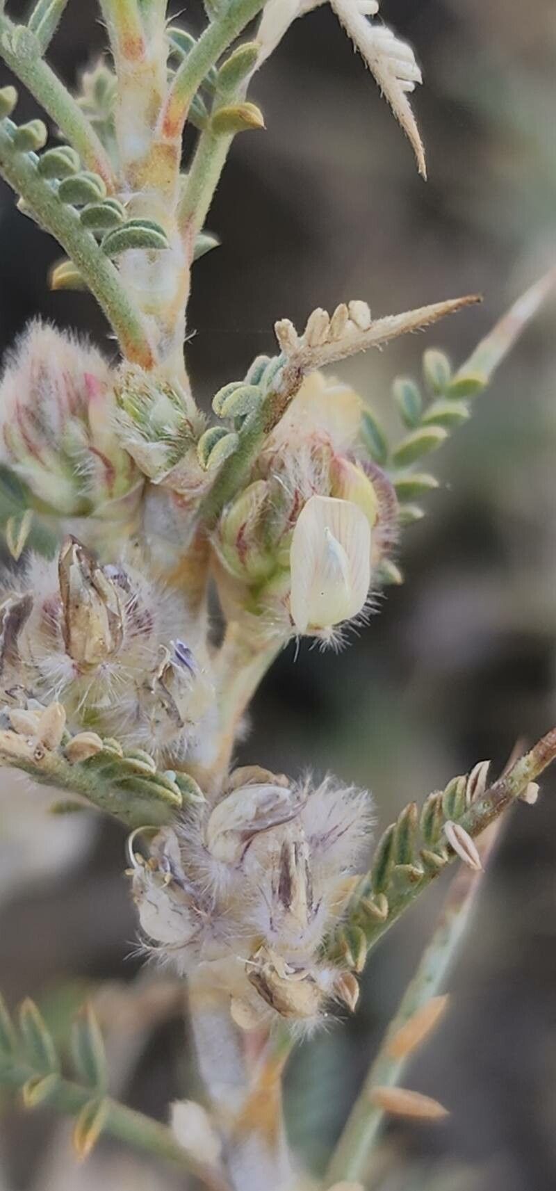 Astragalus piptocephalus flower