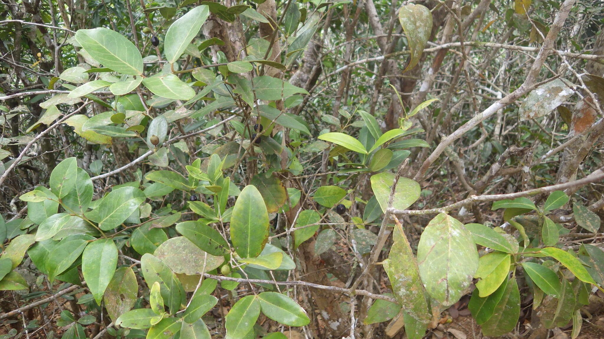 Memecylon mayottense habit