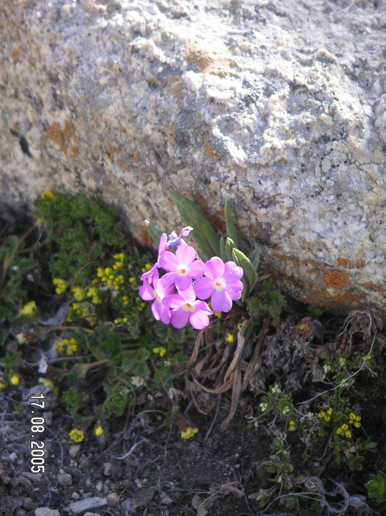 Primula auriculata — houseplant care guide