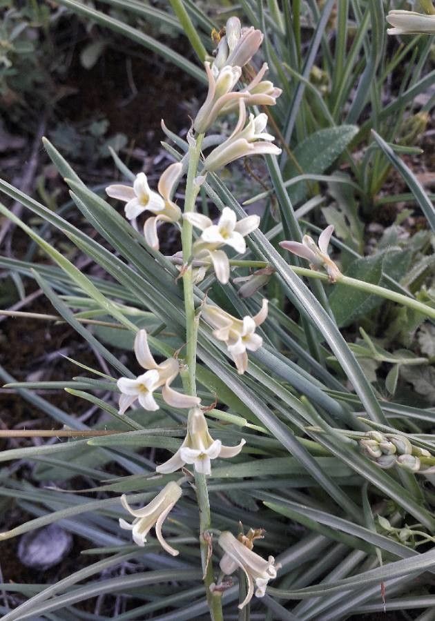 Dipcadi serotinum flower