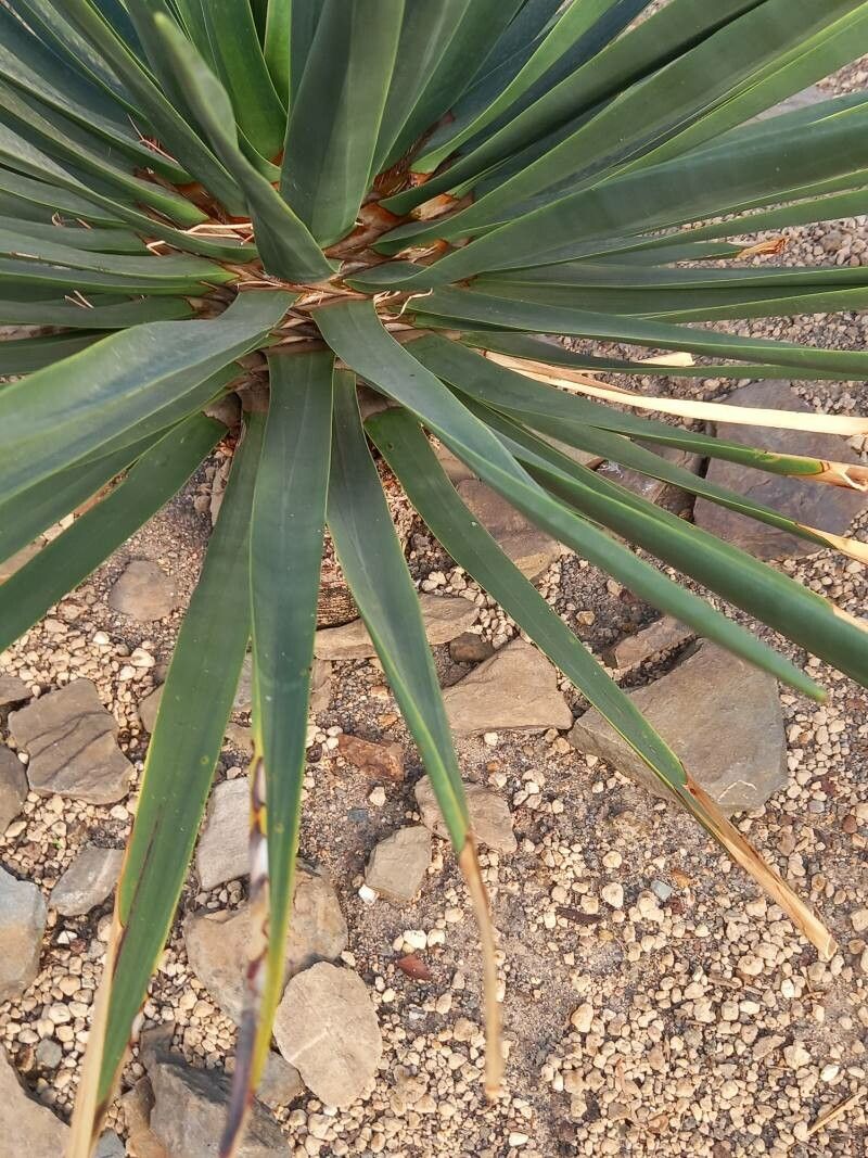 Dracaena cinnabari leaf