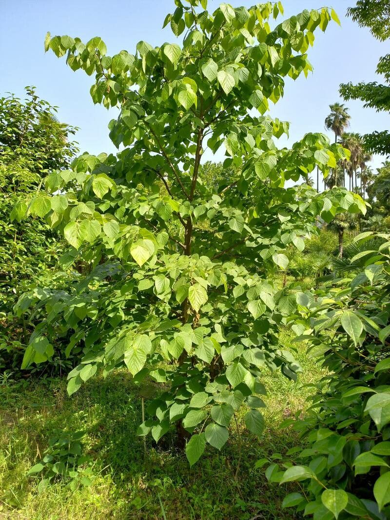 Tilia begoniifolia habit