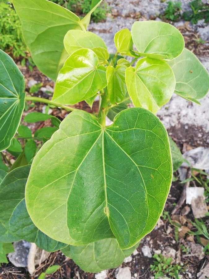 Jatropha gaumeri — houseplant care guide