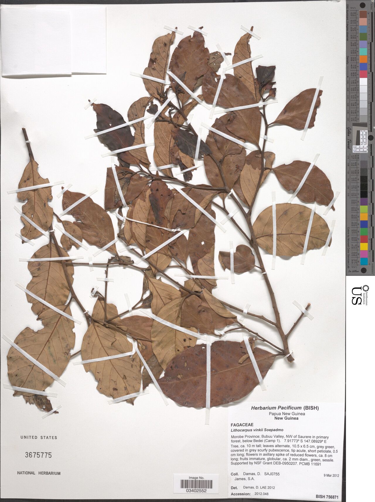 Lithocarpus vinkii — search result for 'Lithocarpus'