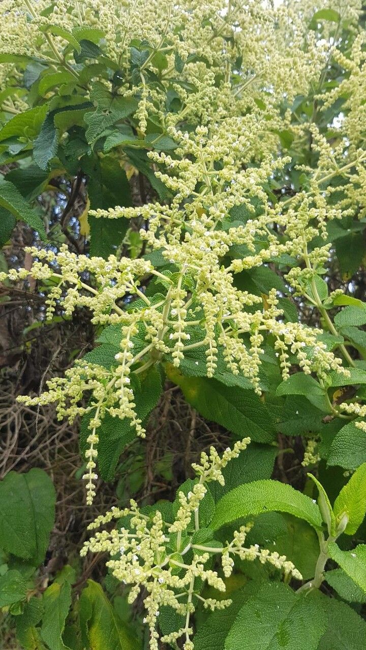 Lepechinia betonicifolia flower