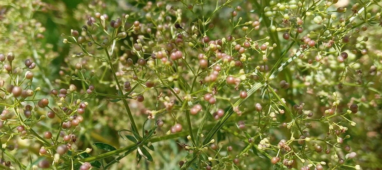 Galium mollugo fruit