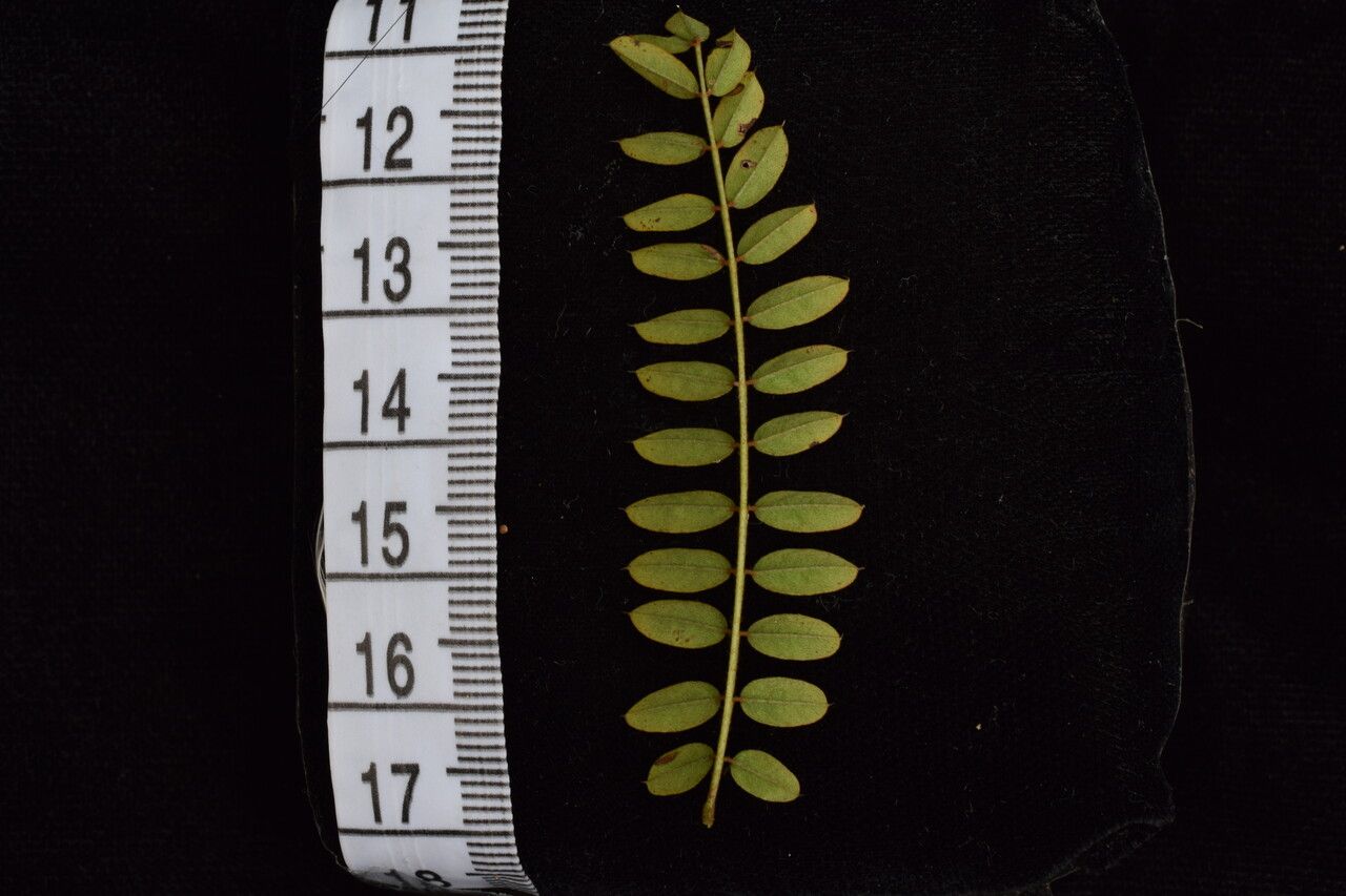 Indigofera cylindracea habit