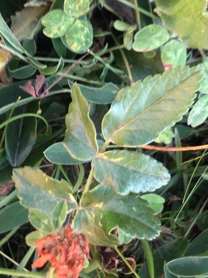 Laserpitium latifolium leaf