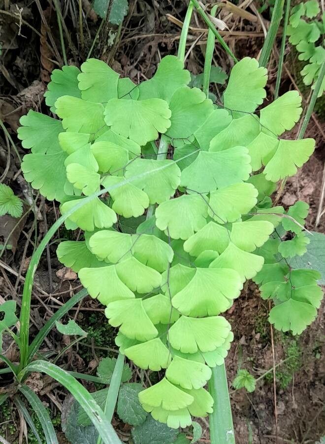 Adiantum pseudotinctum habit