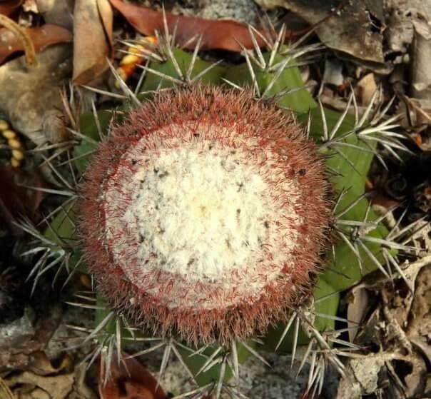 Melocactus zehntneri leaf