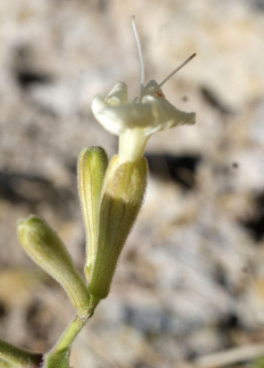 Silene velutina flower