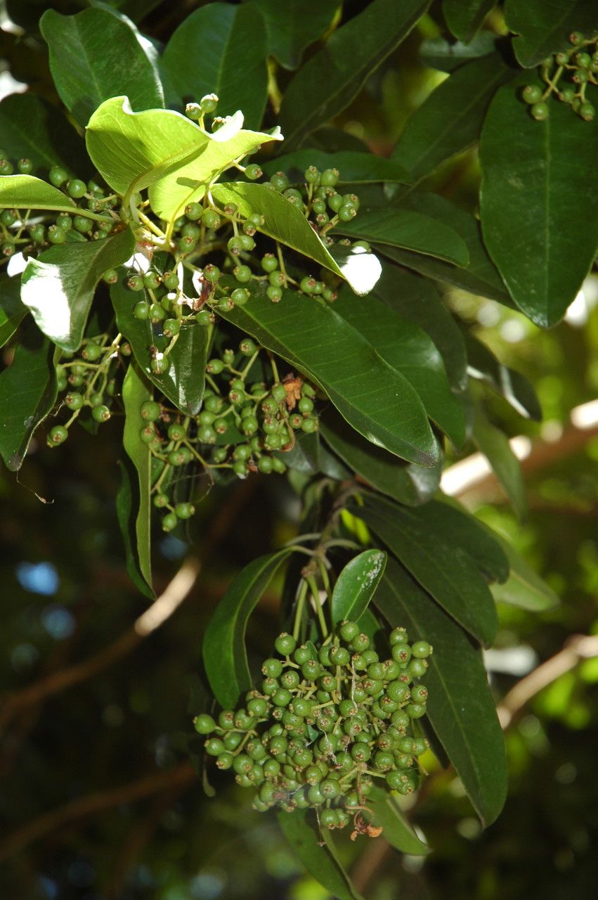 Pimenta dioica fruit