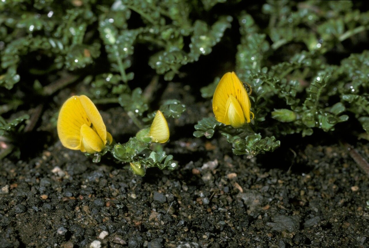 Adesmia retusa — houseplant care guide