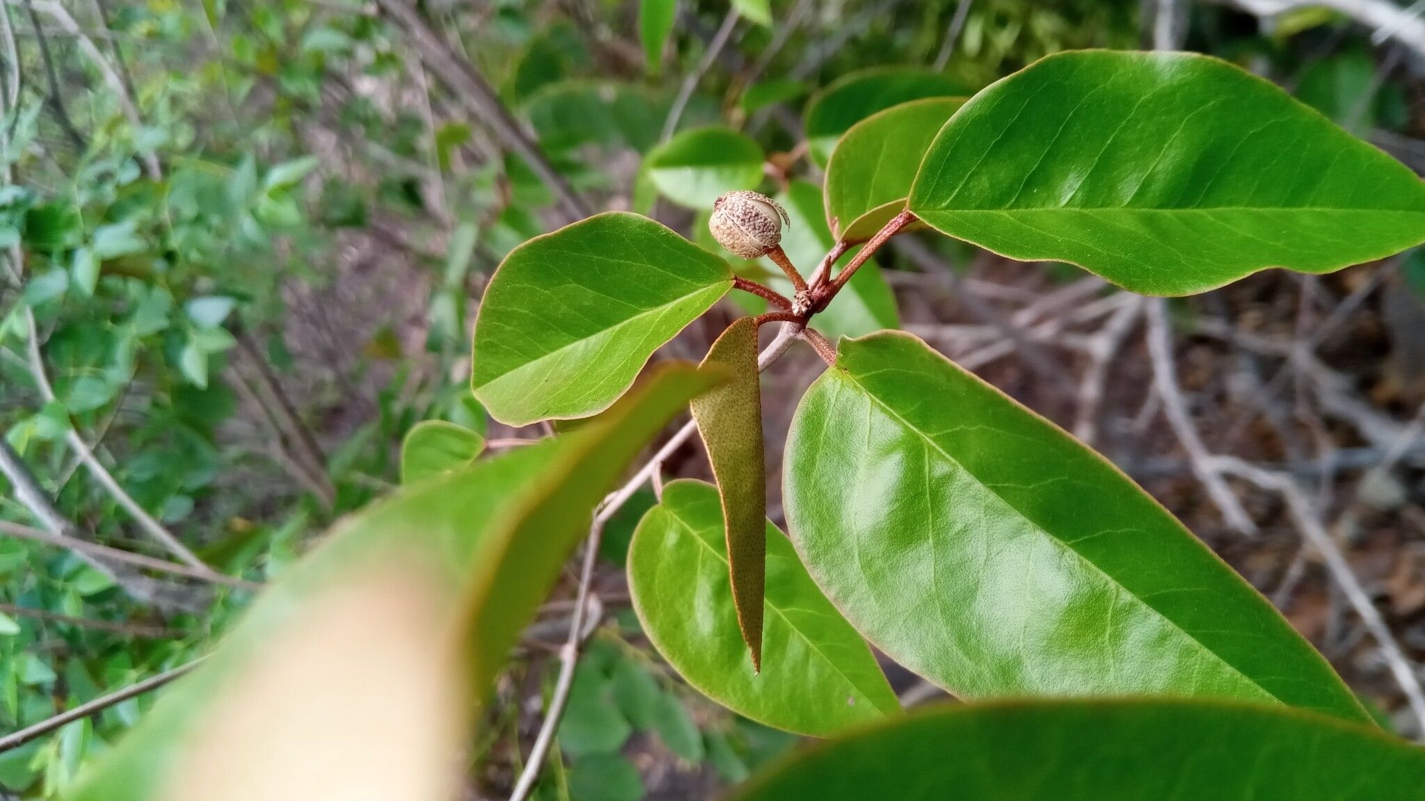 Croton hildebrandtii leaf