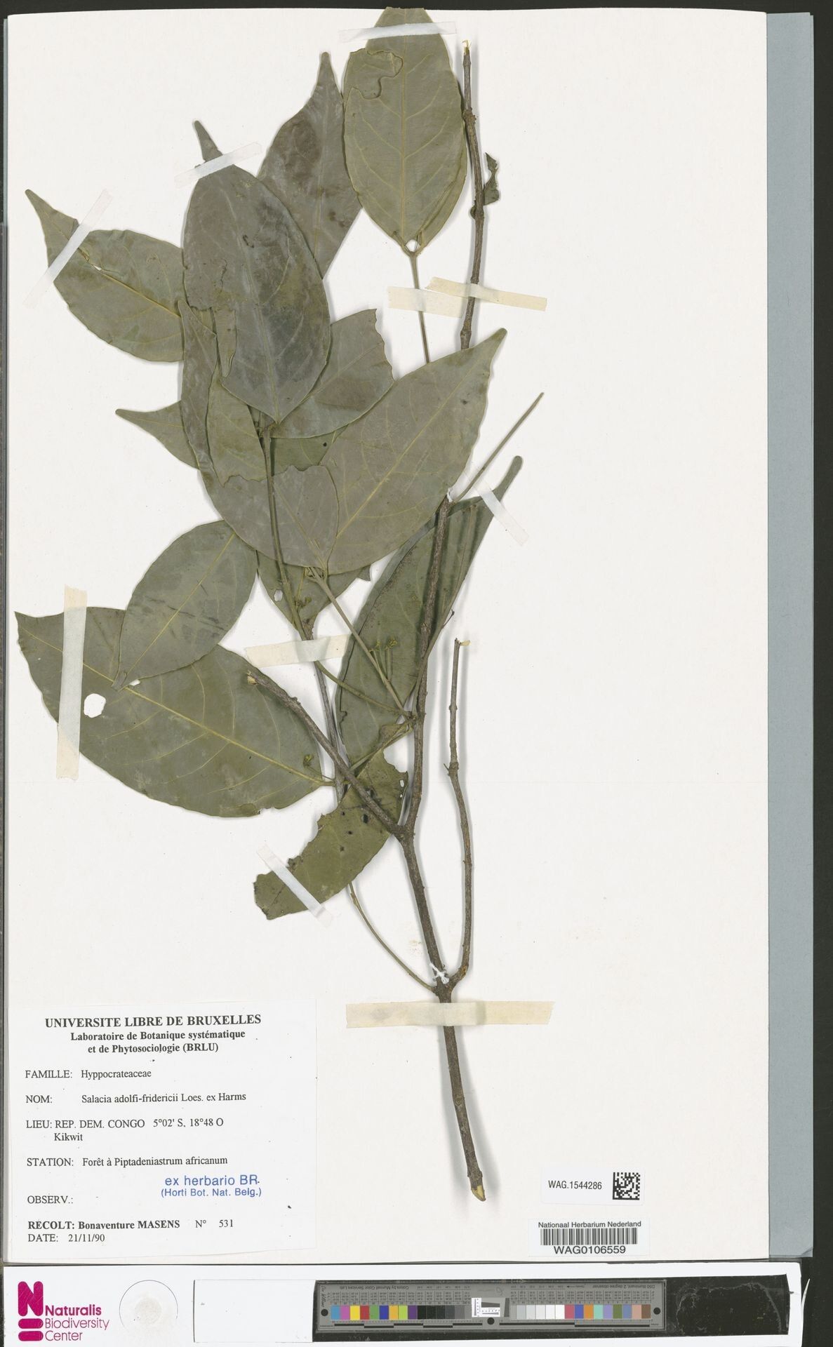 Salacia adolphi-friderici — related species from the same genus