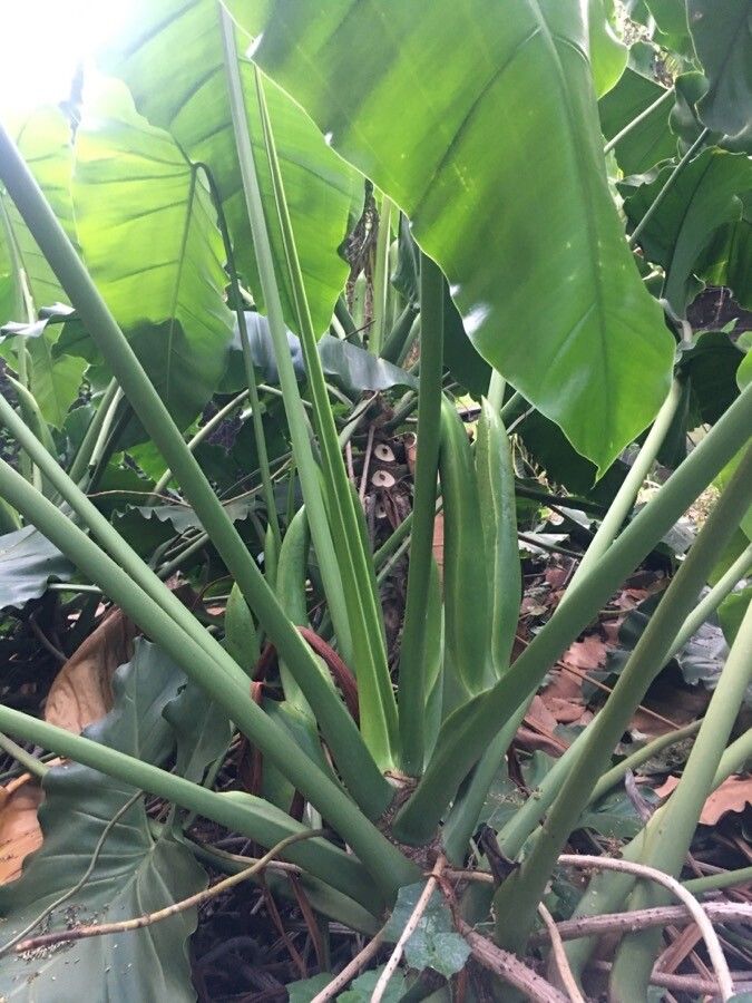 Thaumatophyllum solimoesense flower