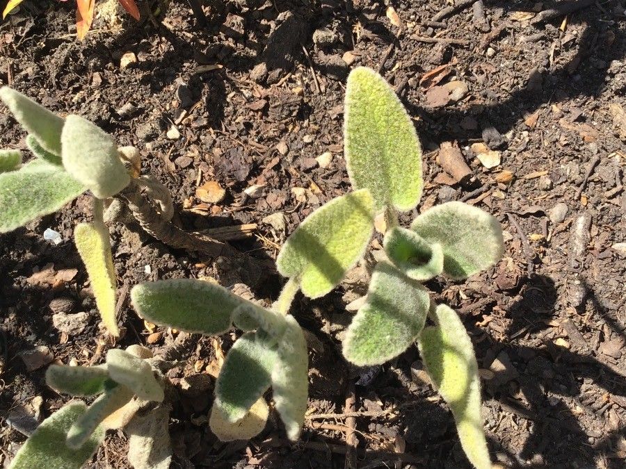 Sideritis nutans — search result for 'Sideritis'